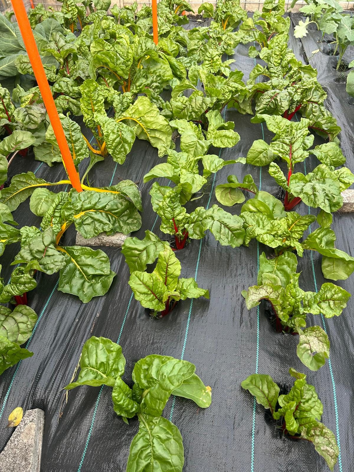 Swiss chard growing