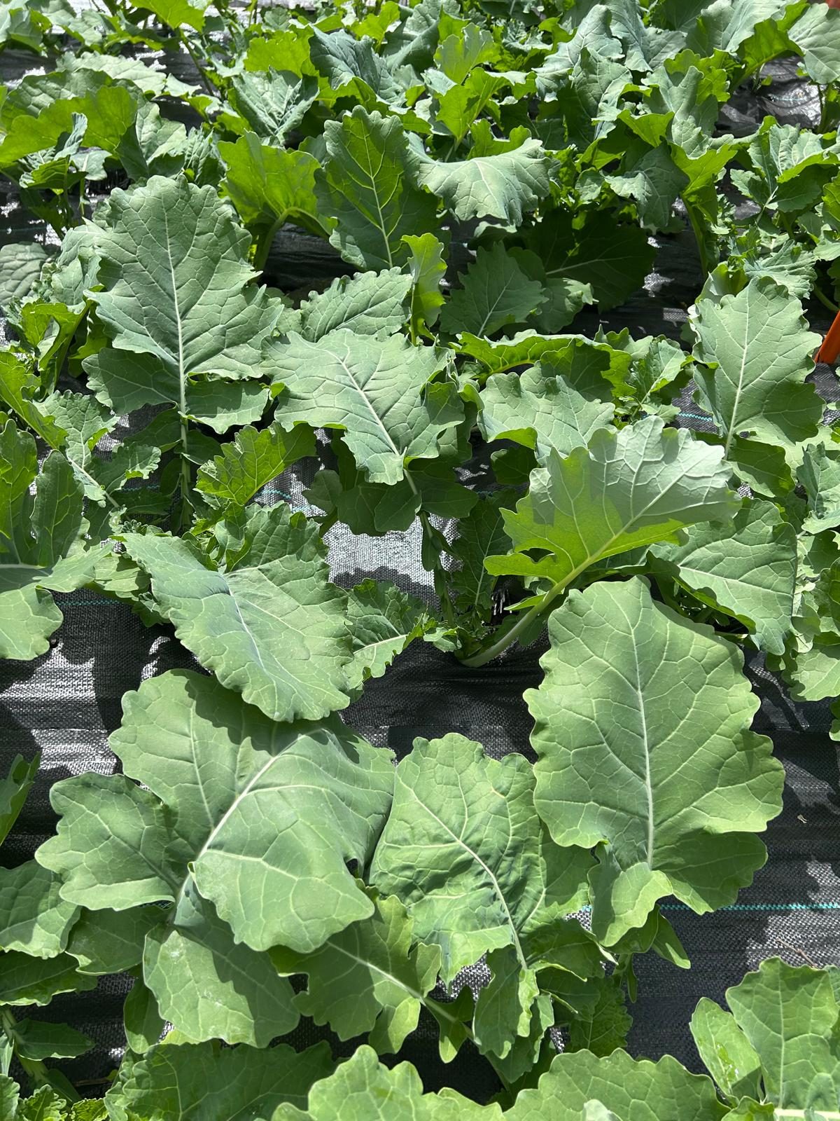 Mature greens growing