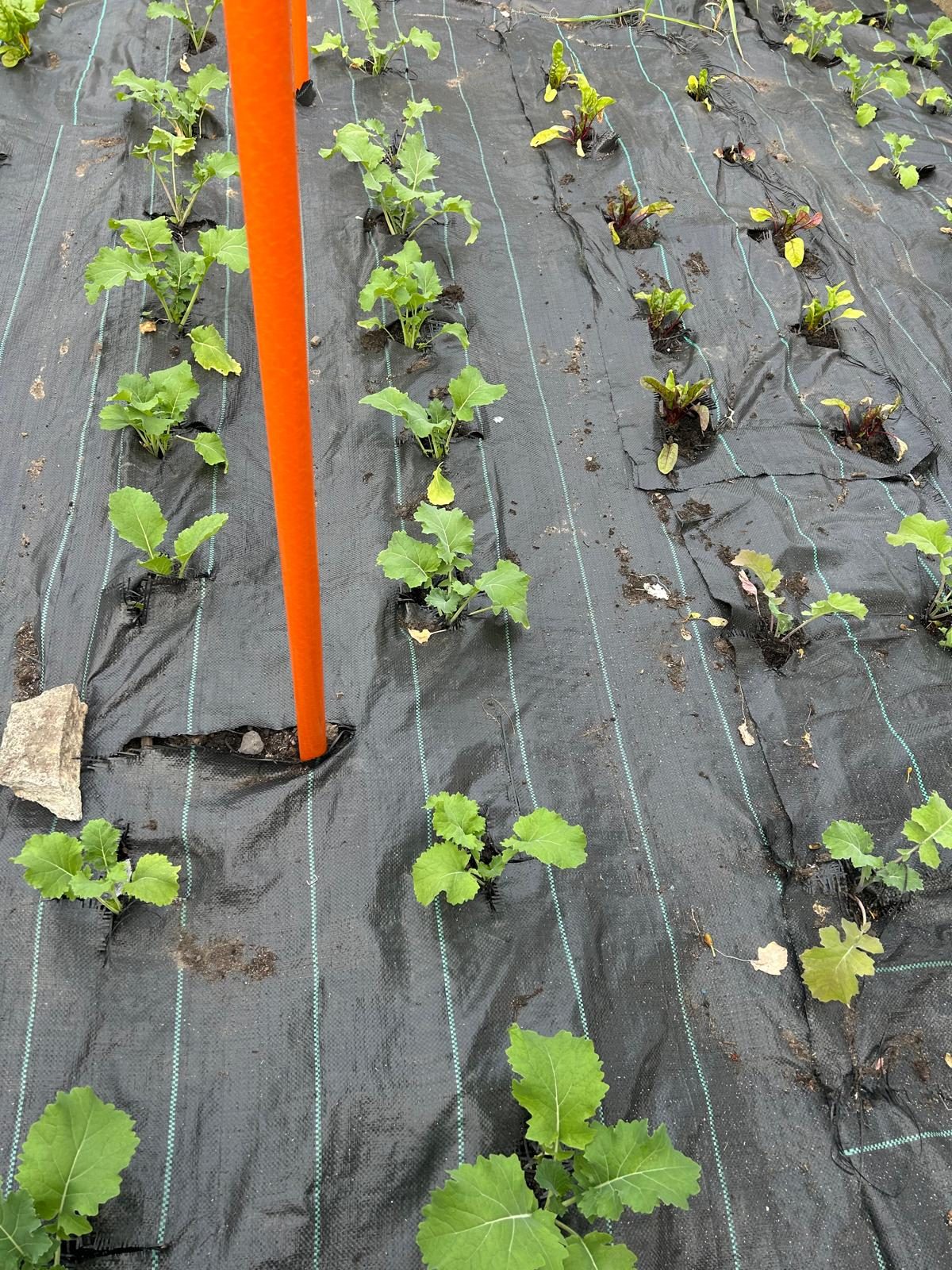 Young seedlings growing
