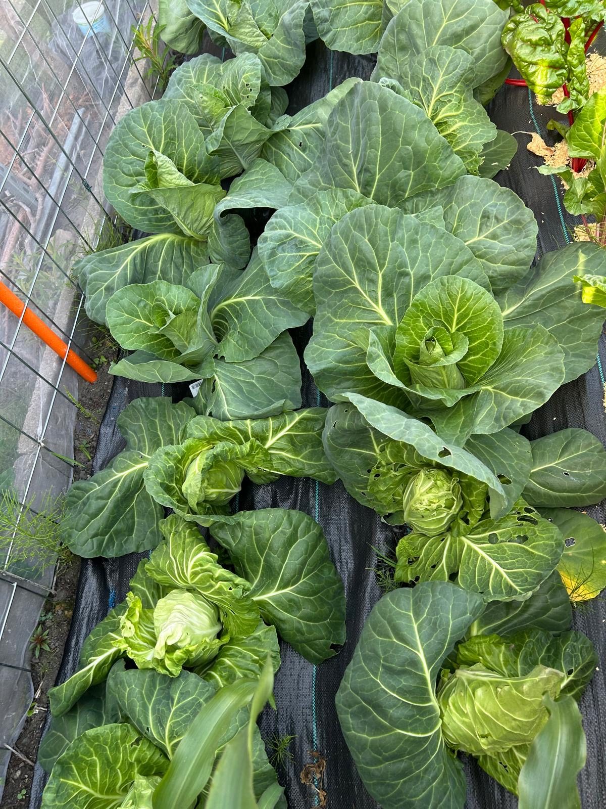 Cabbage photo