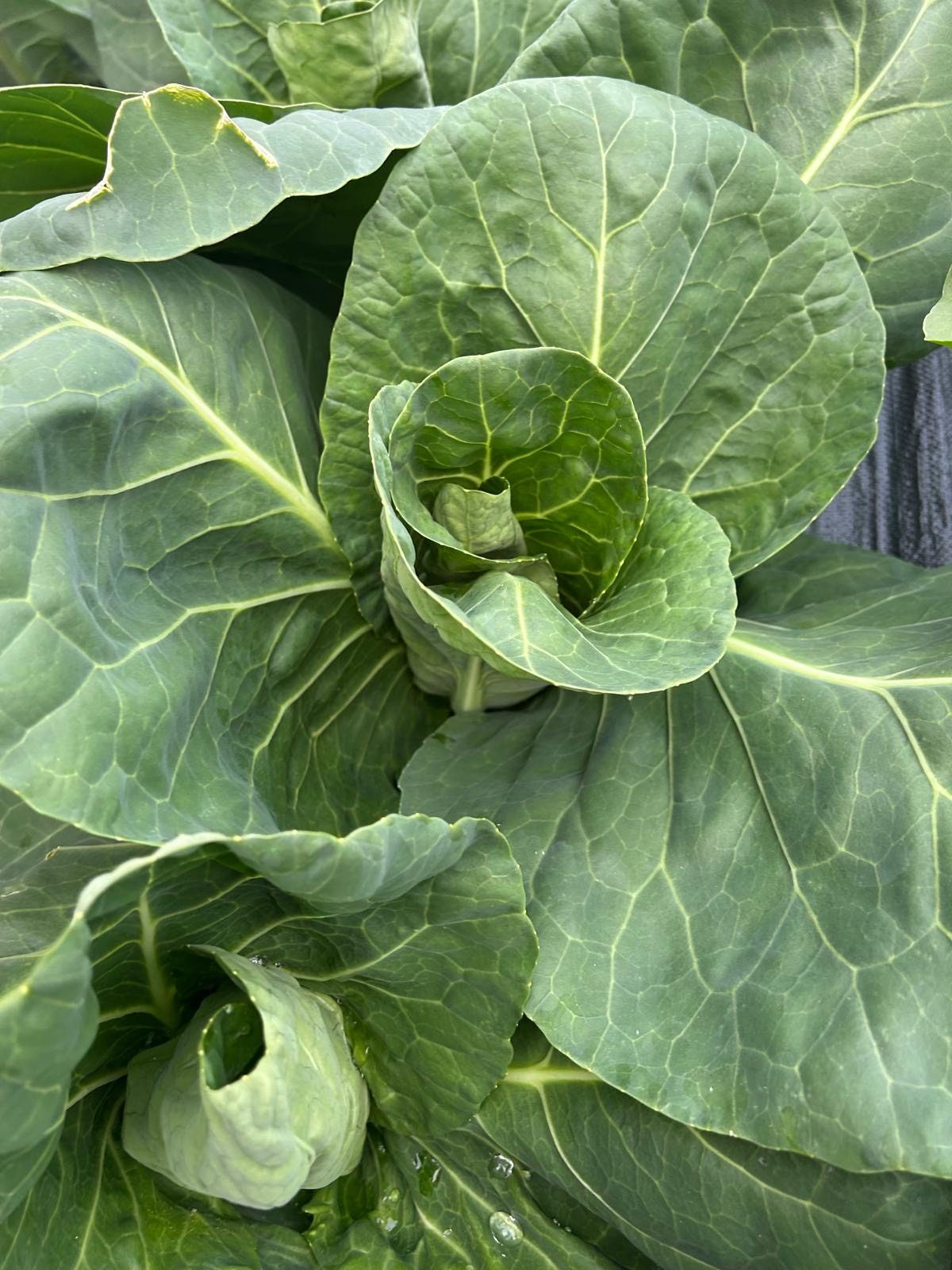 Cabbage
