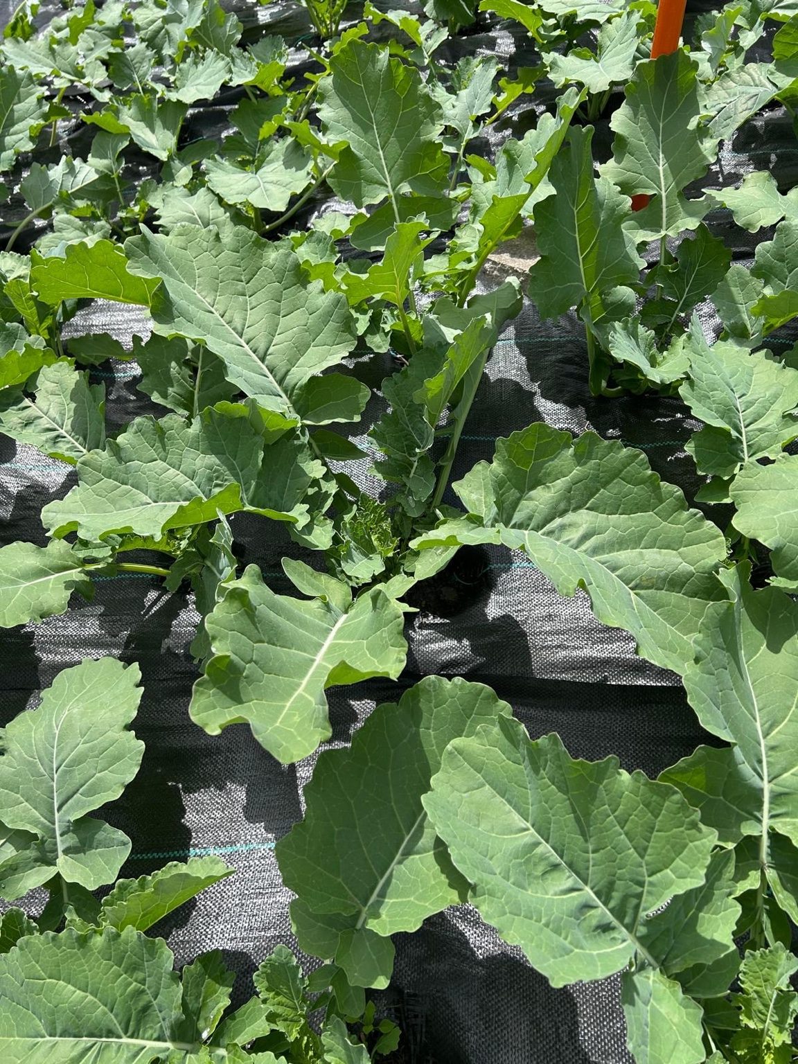 Leafy greens close up