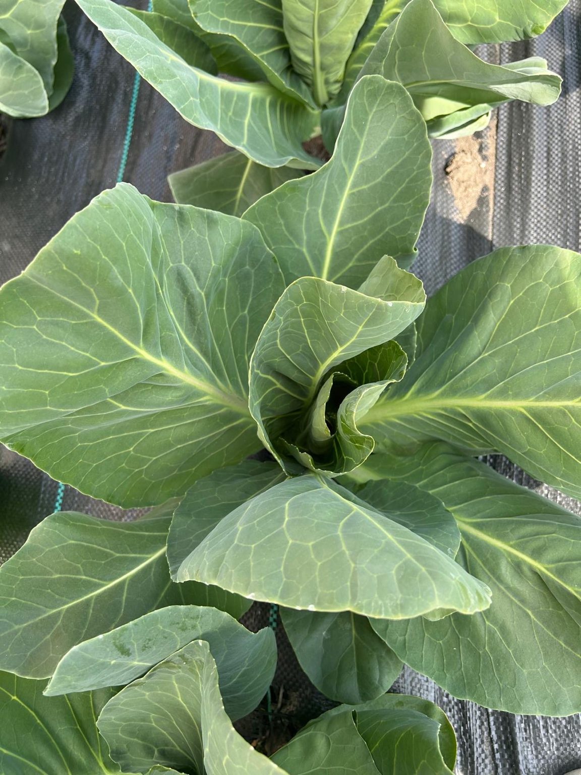 English Giant Rape leaf