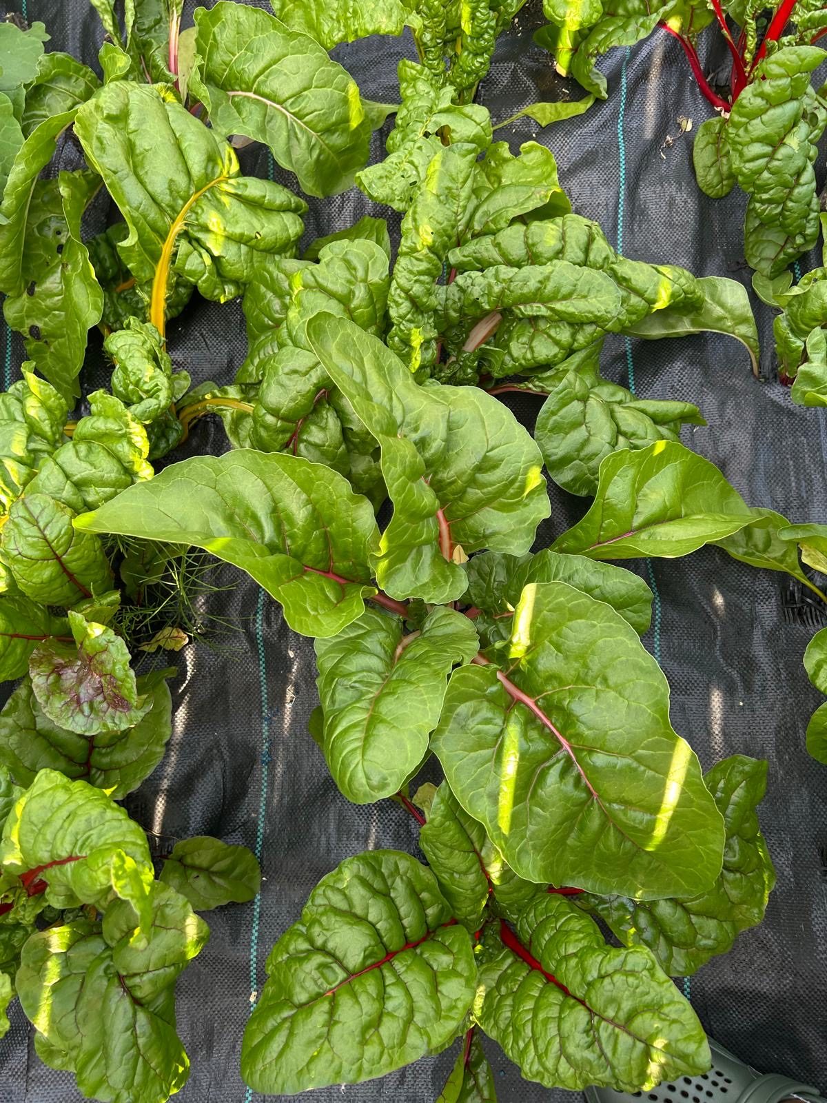 Swiss Chard photo