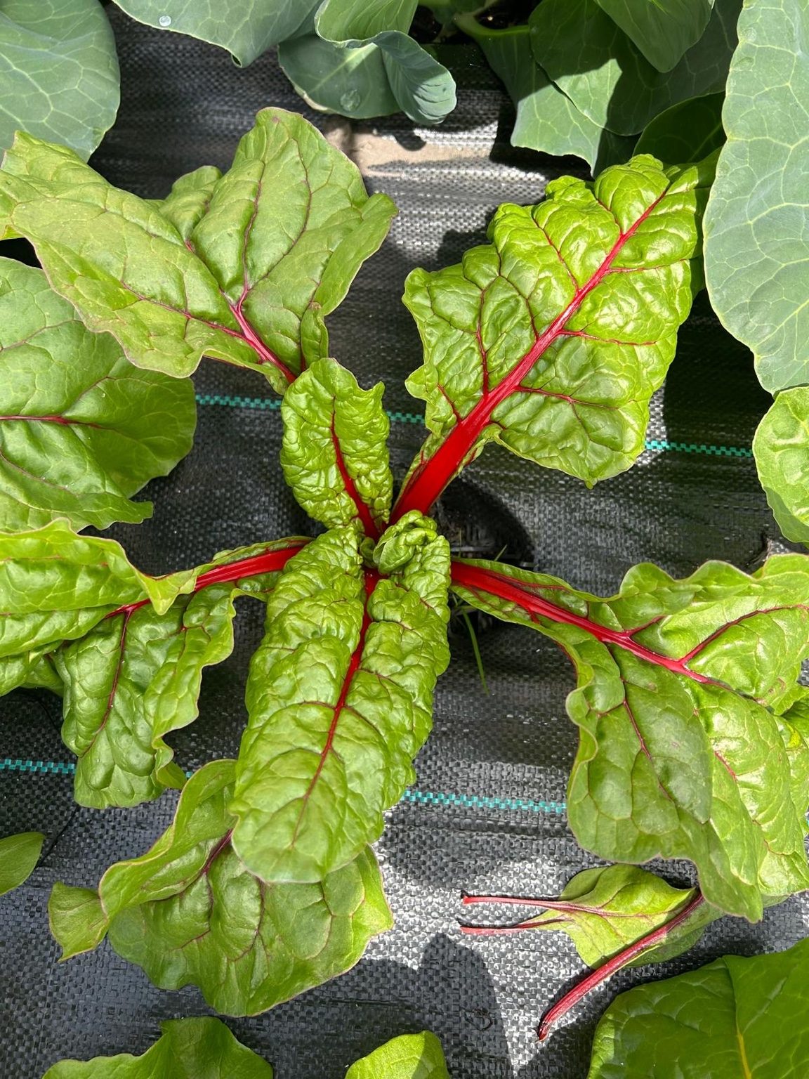 Swiss chard red stems